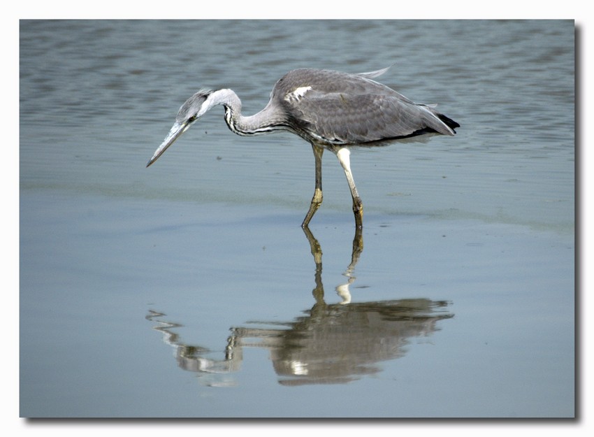 Airone cenerino - Ardea cinerea